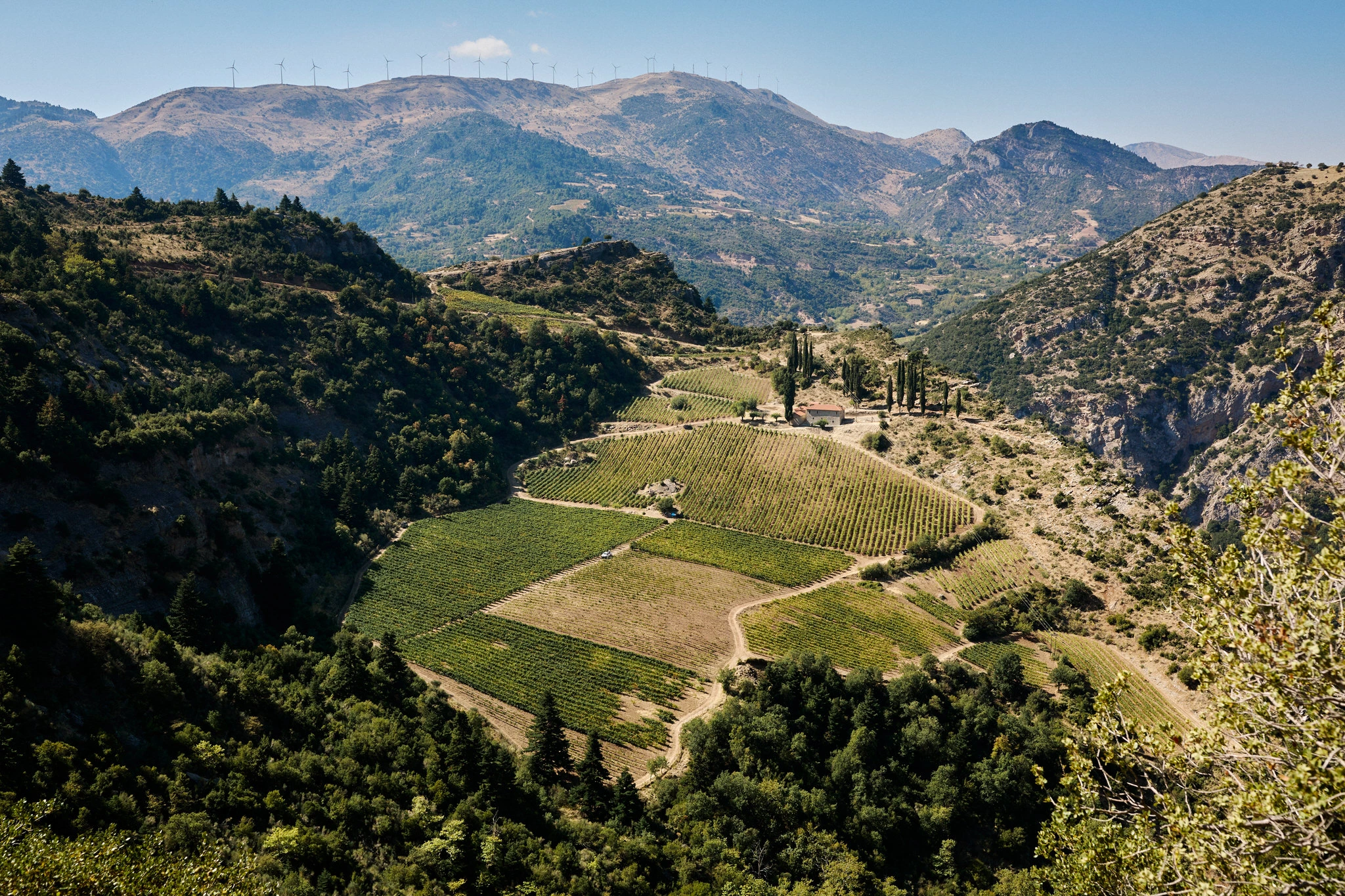 Sonnige Weinberge in Griechenland mit Wäldern, Tal und Bergen im Hintergrund, mediterrane Landschaft der Cavino-Region im Peloponnes.