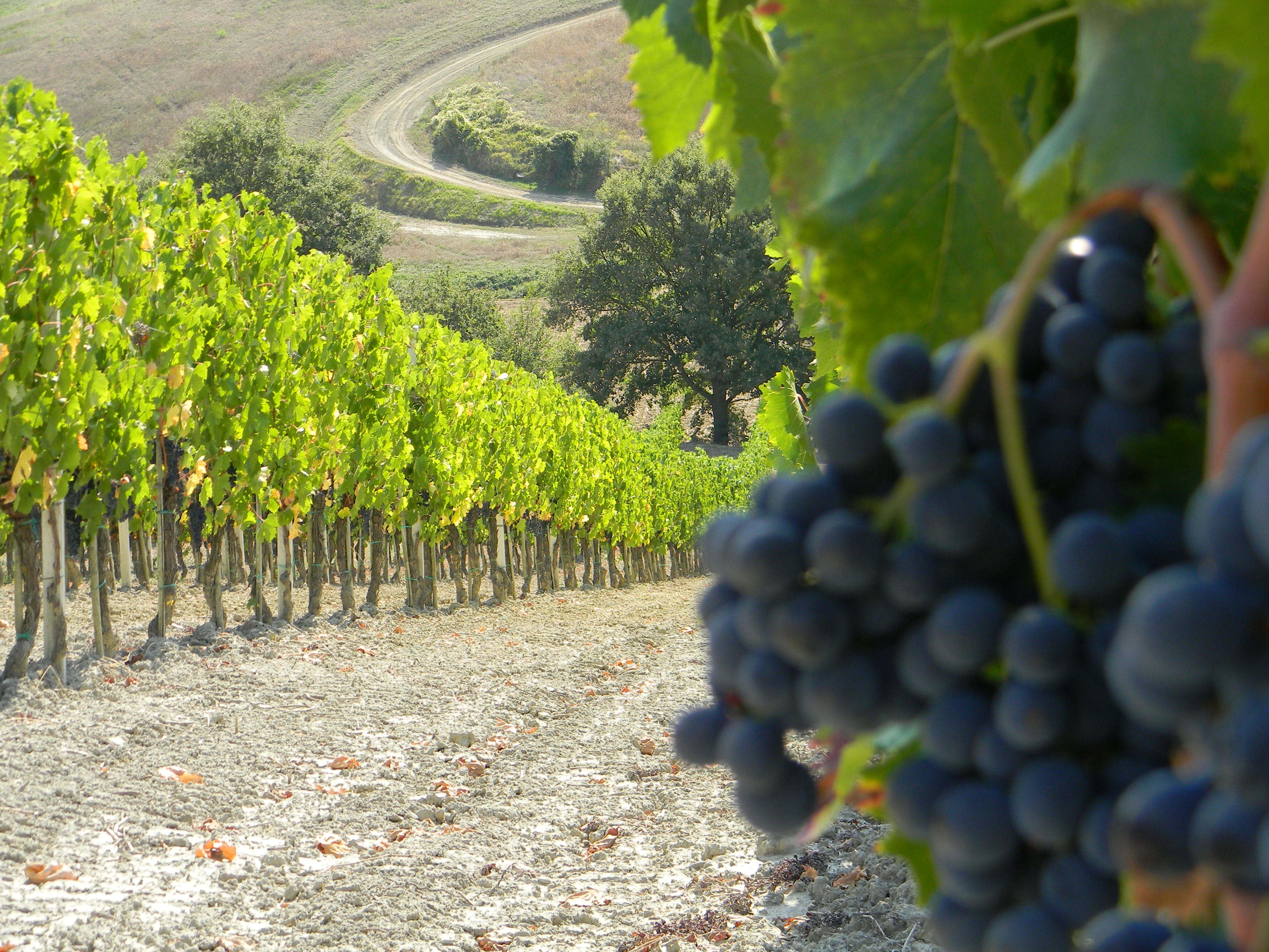 Rote Trauben im sonnigen Weinberg des Weinguts Barbanera in der Toskana