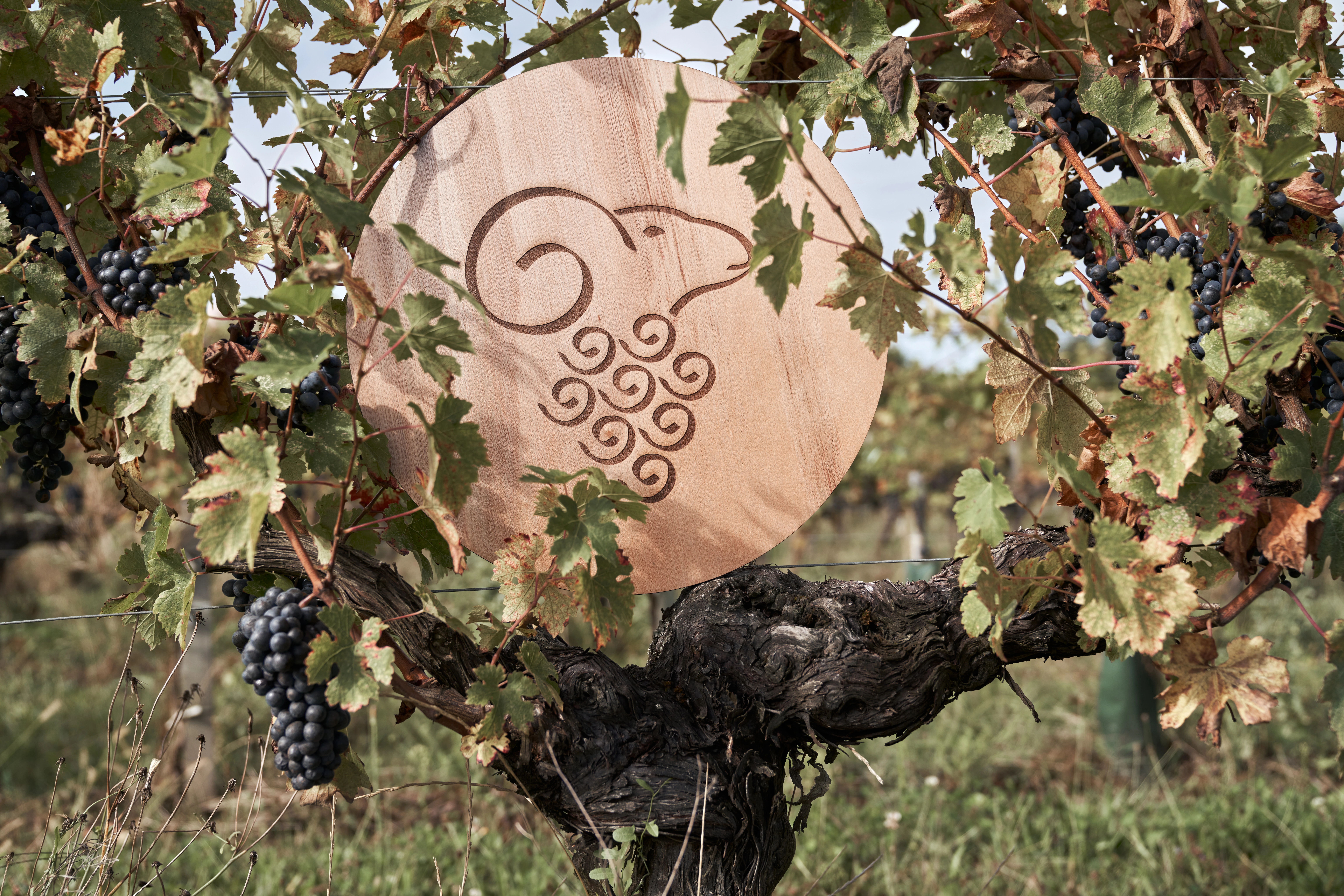 Rundes Holzschild mit dem Bock-Symbol von Baron Philippe de Rothschild, platziert zwischen grünen Weinreben in den Weinbergen von Bordeaux
