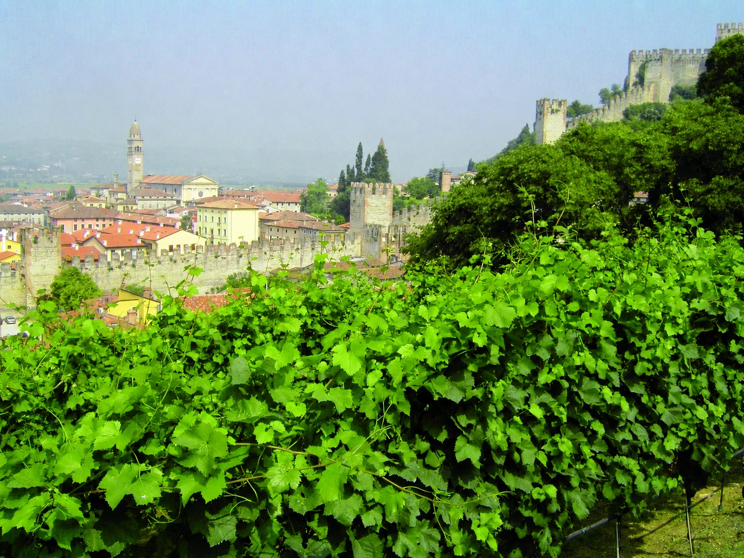 Weinberge der Cantina di Soave oberhalb der Stadt Verona bei Sonnenschein mit grünen Rebstöcken in den Hügeln Venetiens