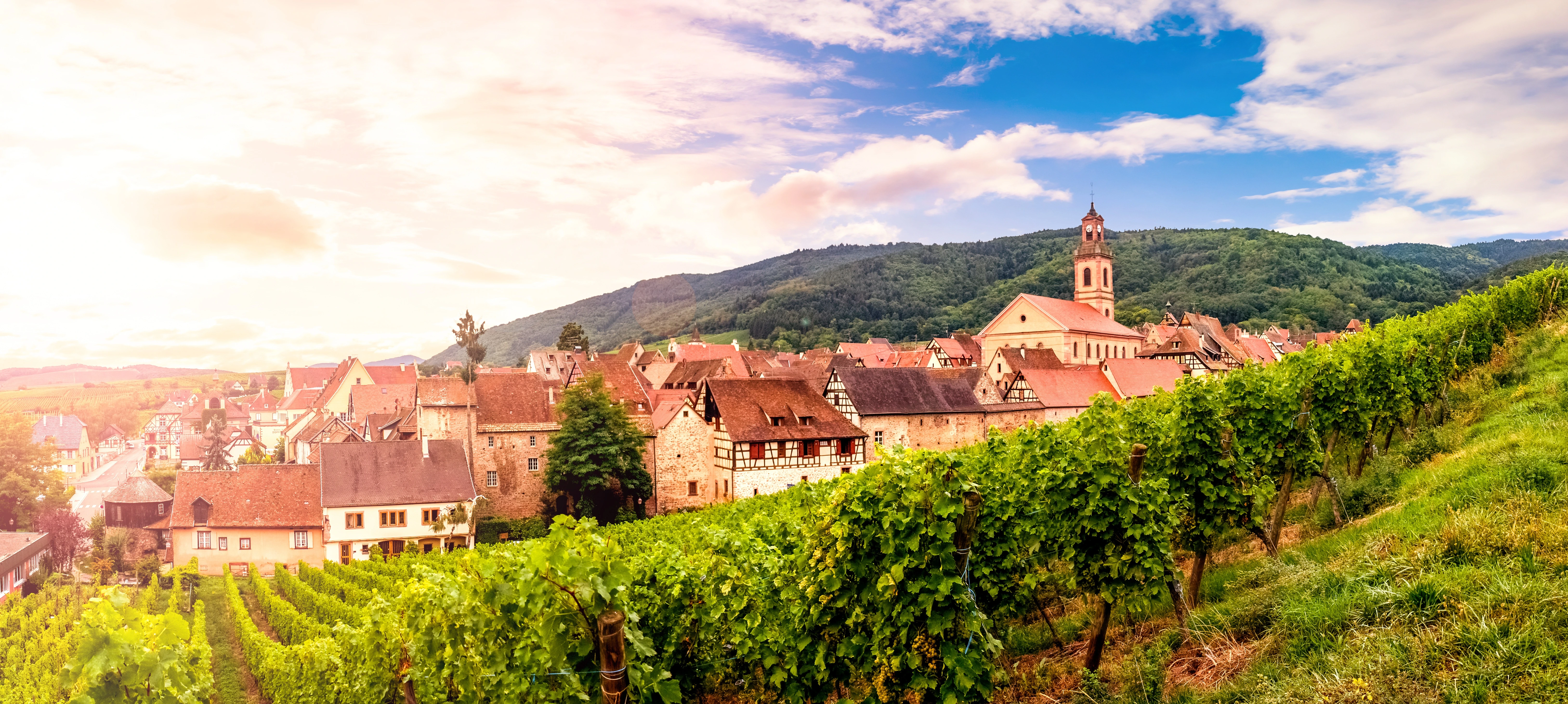 Weinberge von Antoine Heinrich im Elsass bei Dambach-la-Ville mit Weinreben im Vordergrund, Dorf im Hintergrund und untergehender Sonne unter blauem Himmel