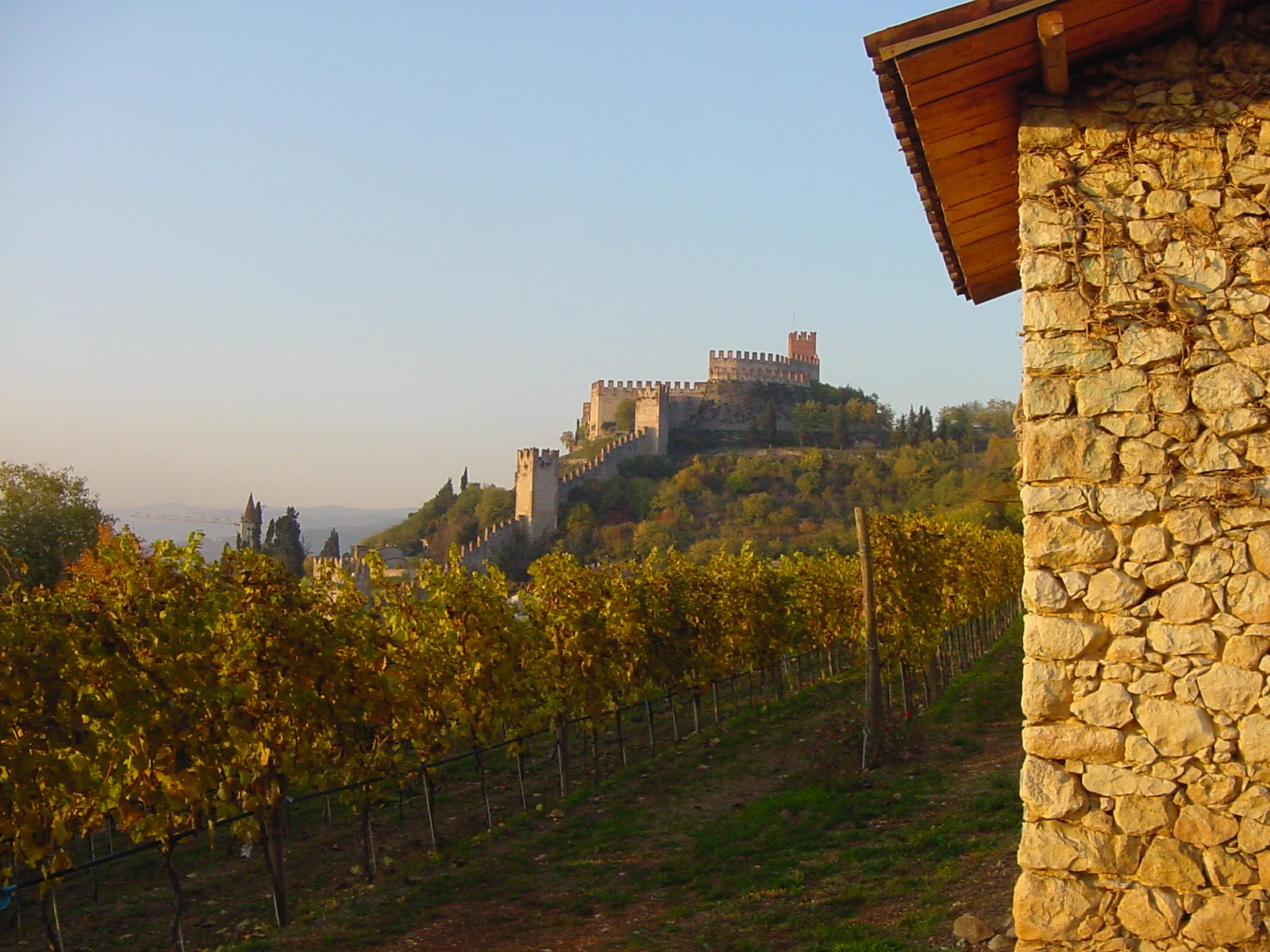 Weinberge der Cantina di Soave am Hang unterhalb der Burg Castello Scaligero bei Sonnenuntergang mit warmem Licht über den Reben