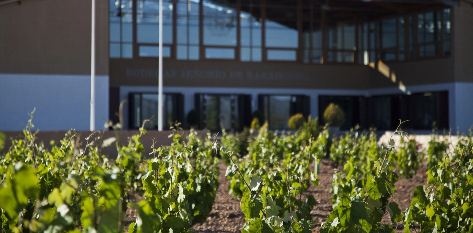 Weinreben im Vordergrund des Barahonda Weinguts, Gebäude im Hintergrund unscharf mit sichtbarem Barahonda Schriftzug