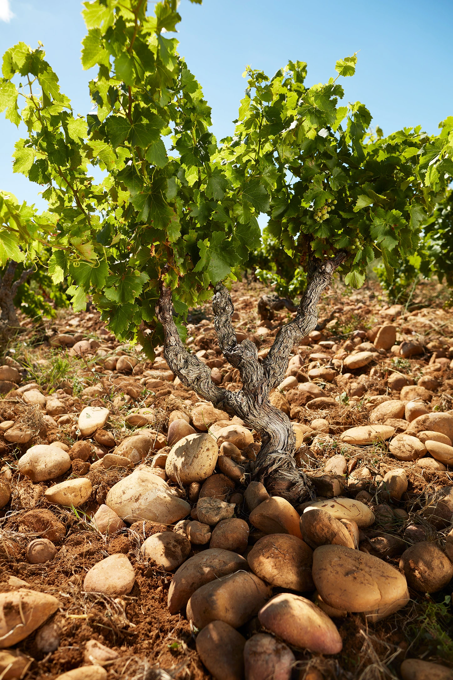 Historische Reben von Cellier des Princes auf den charakteristischen Kieselsteinböden der Rhône-Weinberge