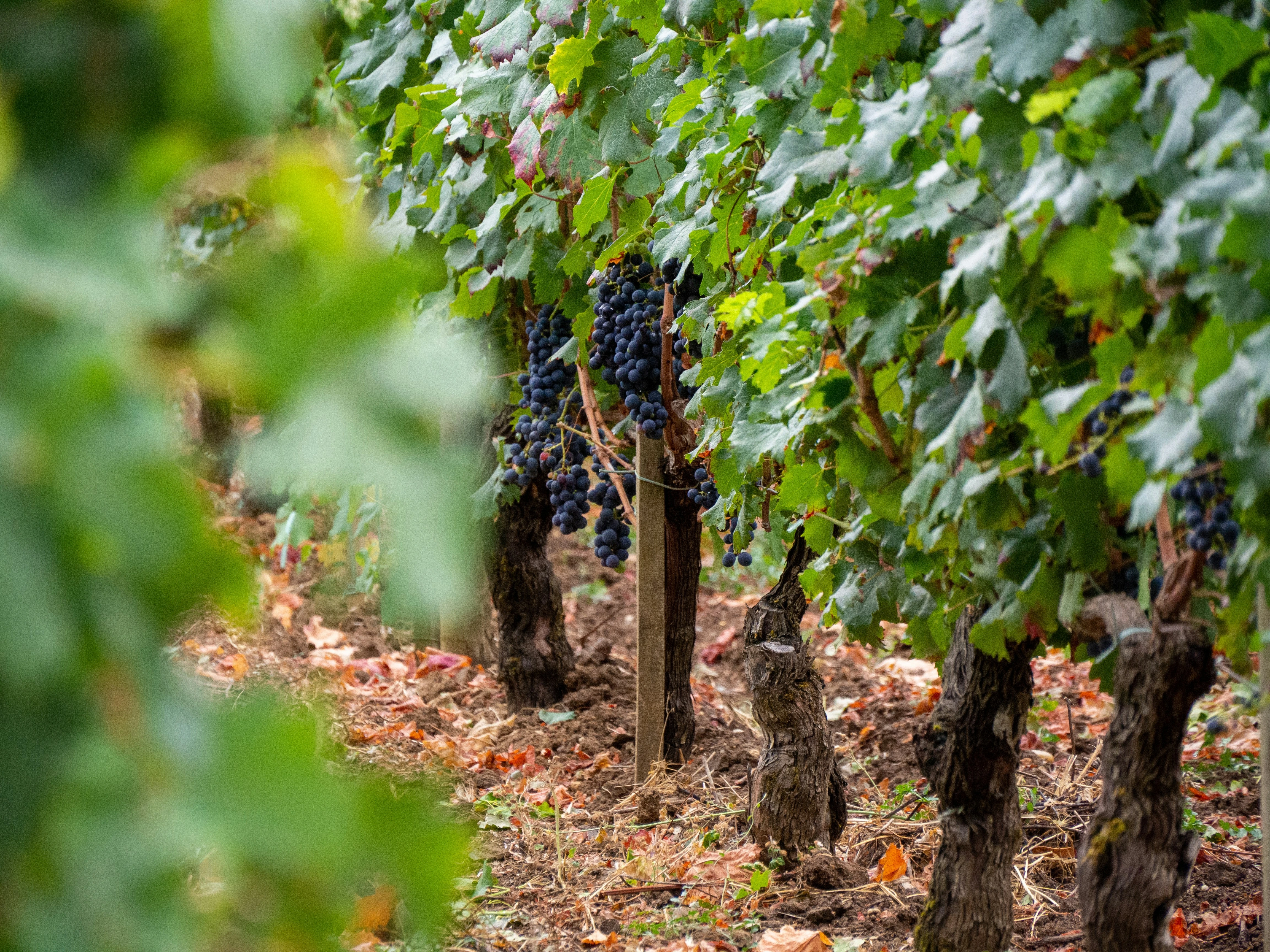 Detailaufnahme reifer Weinreben in den Weinbergen von Château Margerots in Bordeaux