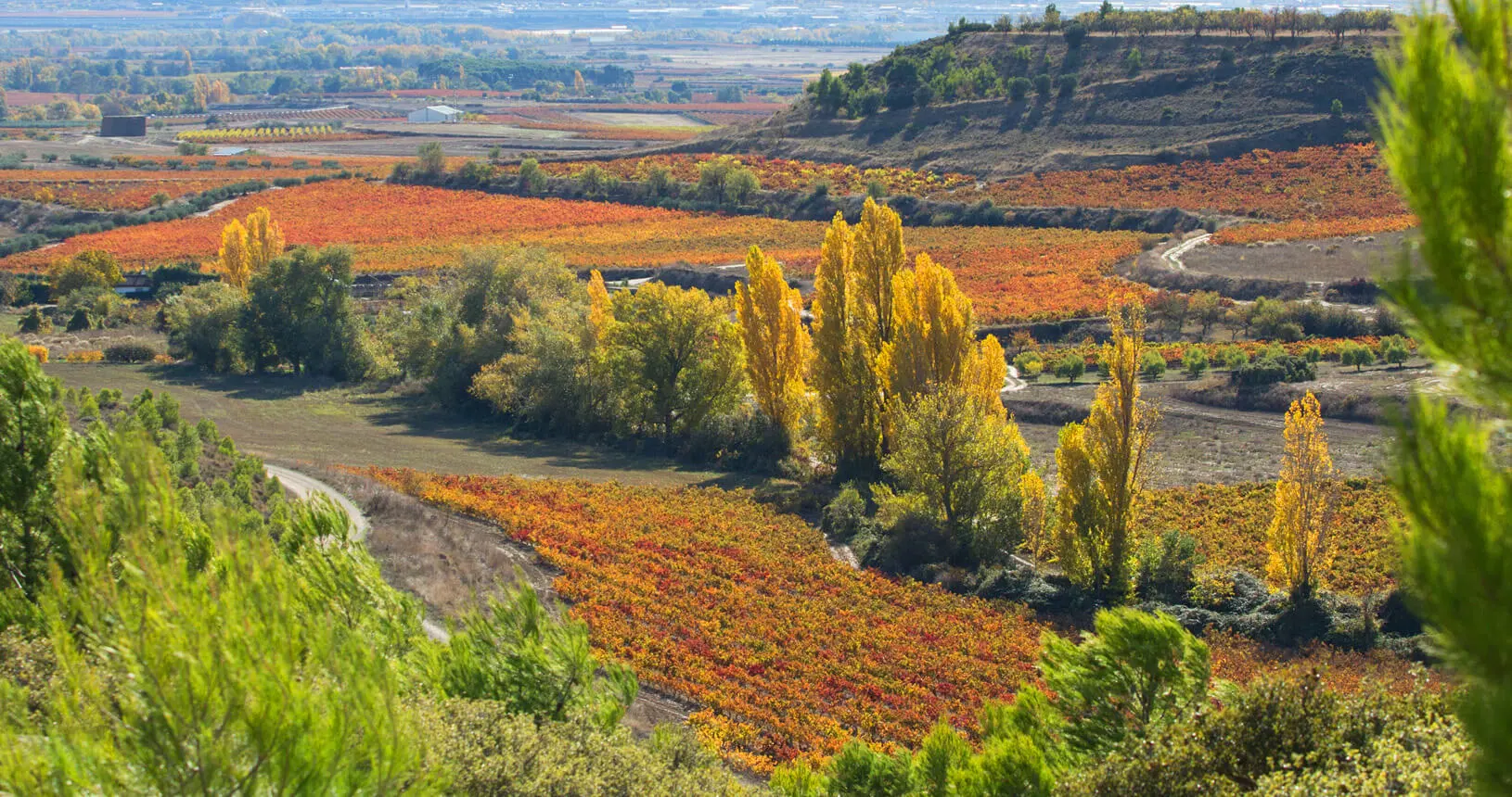 Weinberge der Bodegas Ondarre in der Rioja im Herbst mit rotem und goldfarbenem Laub