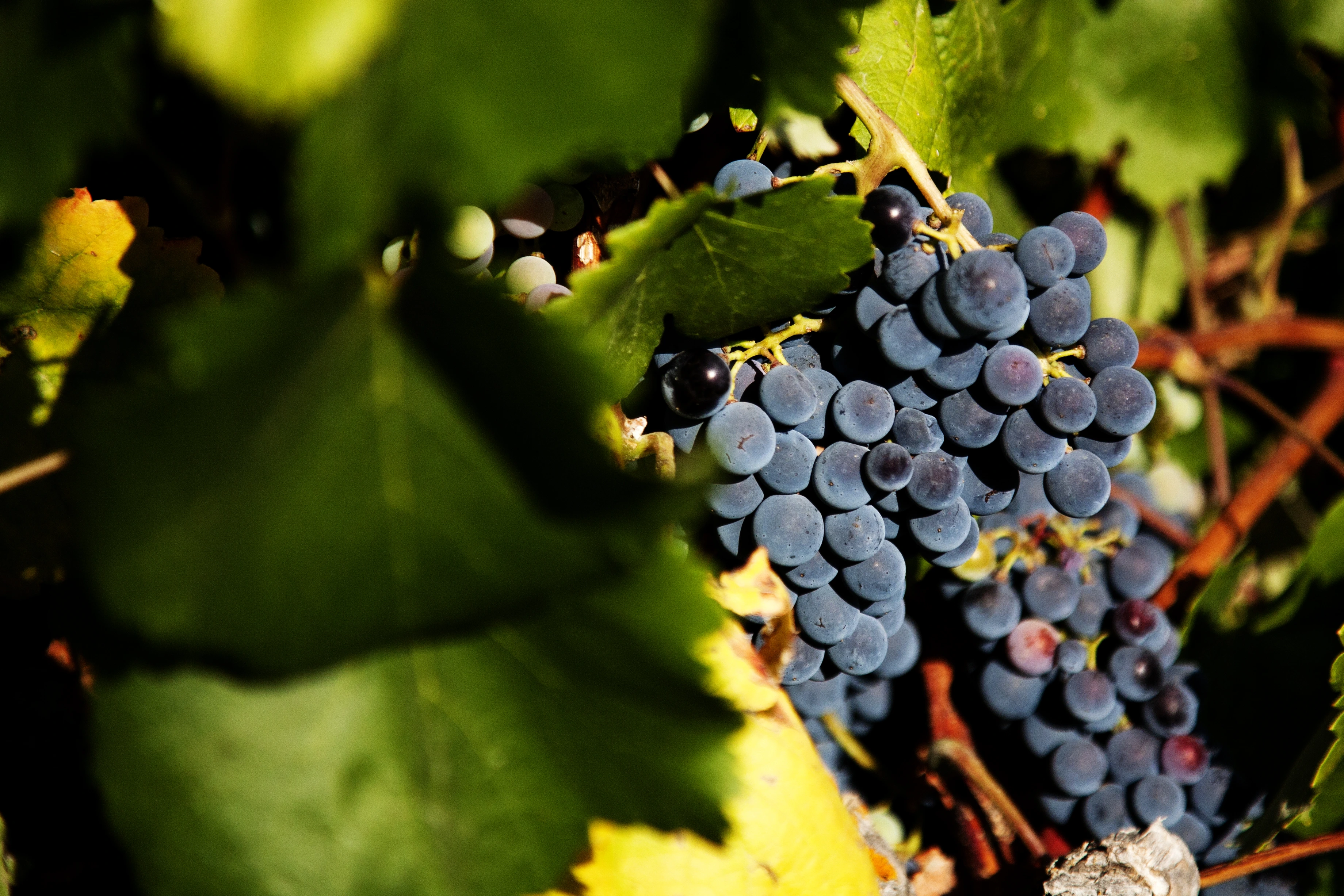 Rote Weinreben im Sonnenlicht im Weinberg von Barahonda, reife Trauben hängen an den Rebstöcken