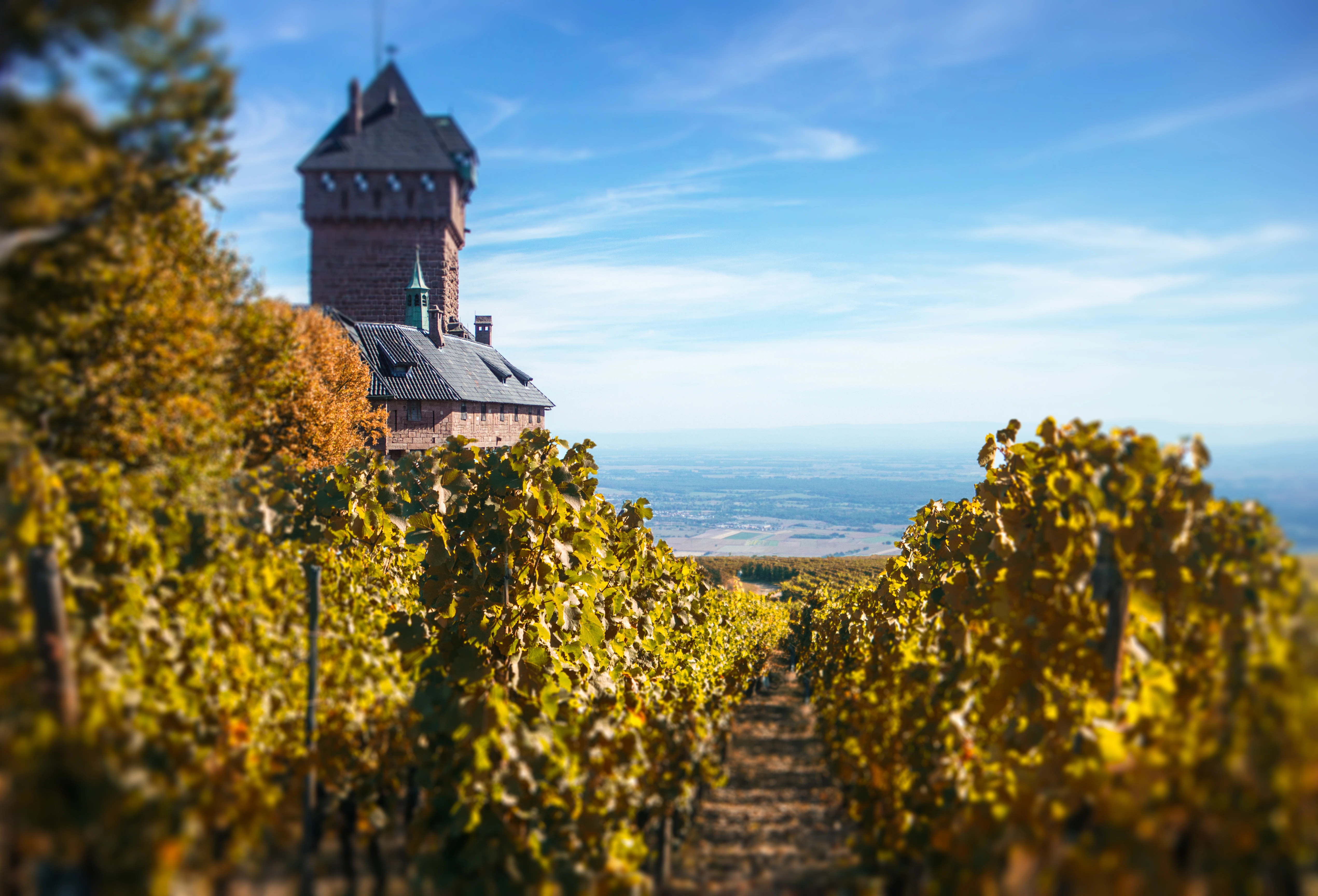 Antoine Heinrich Weinberge mit Reben im Elsass und Blick auf die Burg Hohkönigsburg im Hintergrund unter blauem Himmel