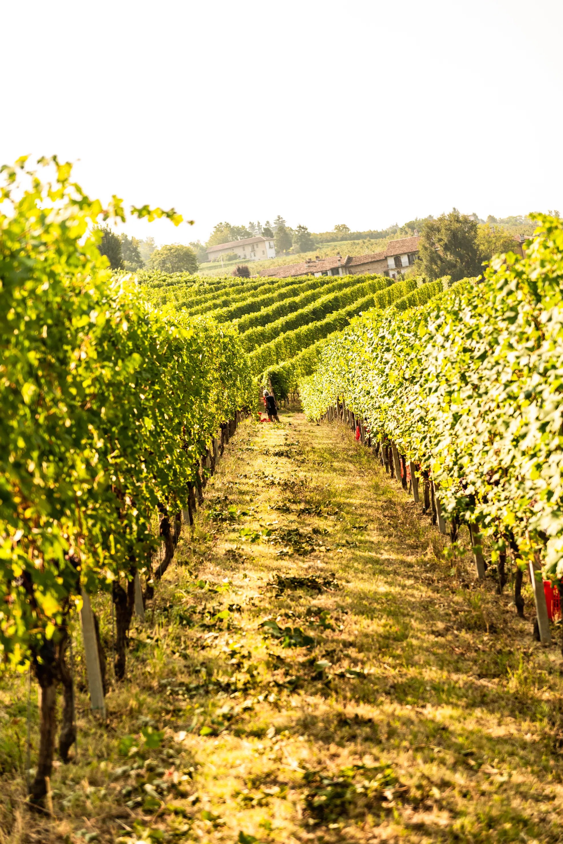 Weinberge und Reben von Antico Monastero im Piemont, Italien – sonnige Hänge mit traditionellen italienischen Weinreben