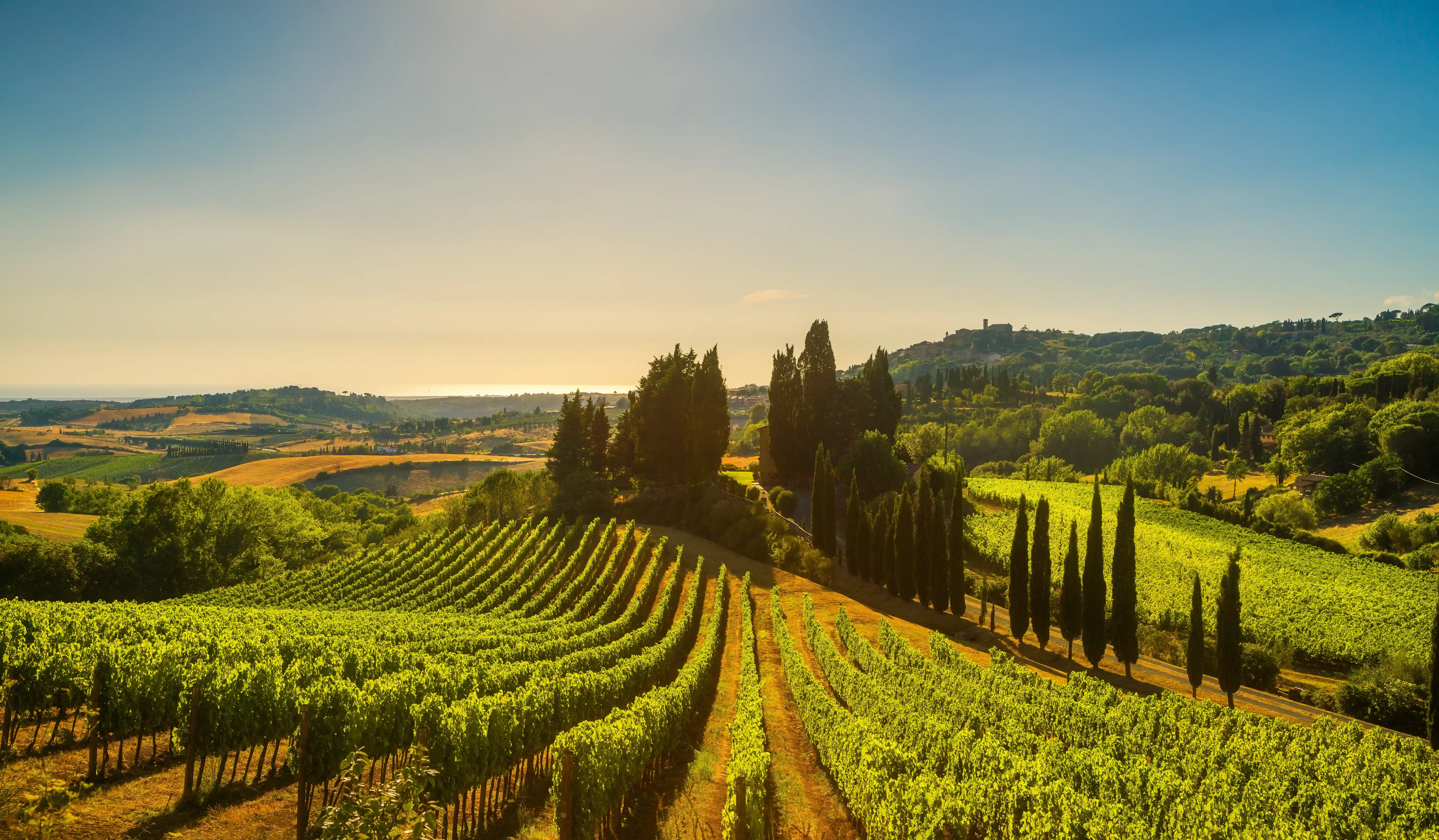 Weinberge von Caldirola in der Lombardei mit warmen Sonnenstrahlen, die über die Reben und Hügel fallen